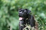 CANE CORSO 1154
